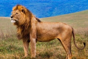 The Spirit of the Wild: Celebrating the Unique Wildlife of Arica