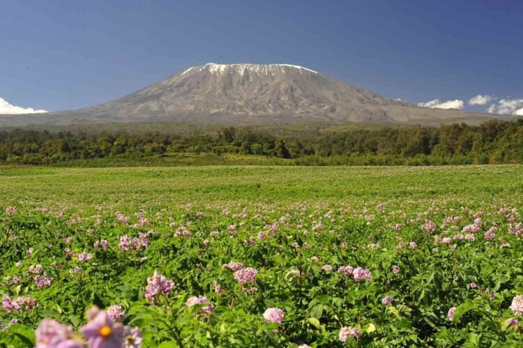Climbing Kilimanjaro: Essential Tips for a Successful Summit Experience
